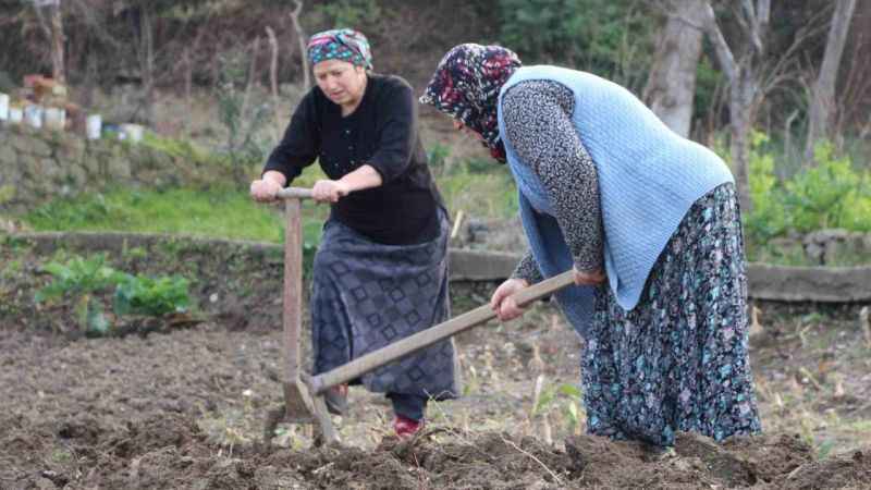 Gençler tarlaya girmiyor Gençler tarlaya girmiyor