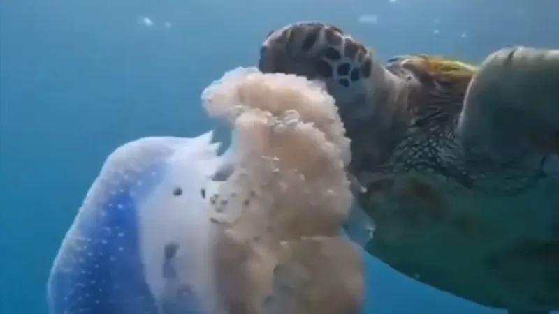 Caretta carettanın deniz anasını yediği görüntülerle denizi kirletenlere ’çevre’ mesajı Caretta carettanın deniz anasını yediği görüntülerle denizi kirletenlere ’çevre’ mesajı