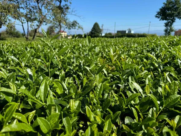 Yağışlar sonrası güneş açtı, çayda 4. sürgün gözüktü Yağışlar sonrası güneş açtı, çayda 4. sürgün gözüktü