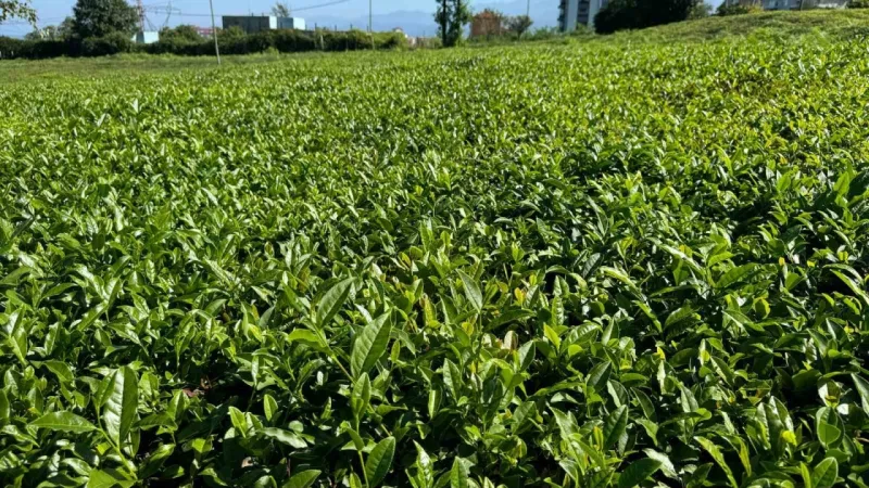 Yağışlar sonrası güneş açtı, çayda 4. sürgün gözüktü Yağışlar sonrası güneş açtı, çayda 4. sürgün gözüktü