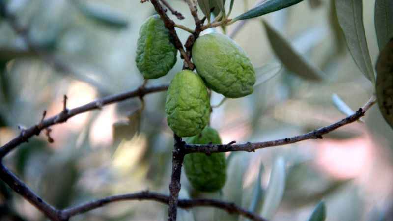 Kuraklık zeytin ve zeytinyağı üretimini olumsuz etkiliyor Kuraklık zeytin ve zeytinyağı üretimini olumsuz etkiliyor