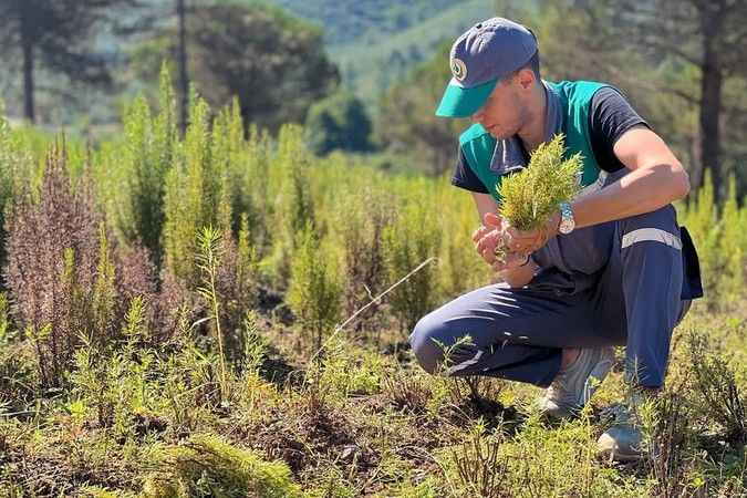 Tıbbi aromatik bitkilerin hasatı başladı Tıbbi aromatik bitkilerin hasatı başladı