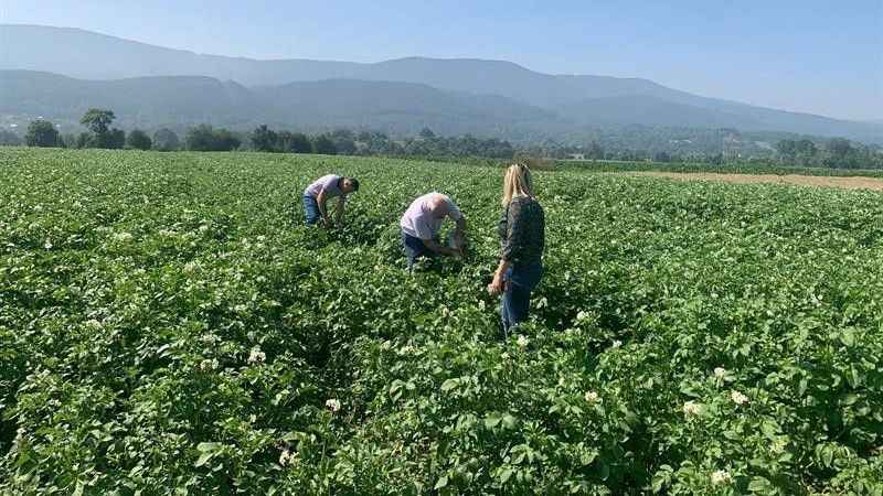 Patates tarlalarında mildiyö alarmı Patates tarlalarında mildiyö alarmı