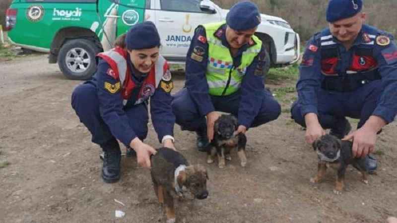 Jandarma sokak hayvanlarına reflektif tasma taktı