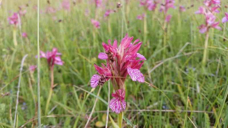 Orman köylüsünün yeni geçim kaynağı 