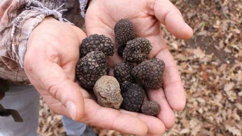 Orman köylüsünün yeni geçim kaynağı 