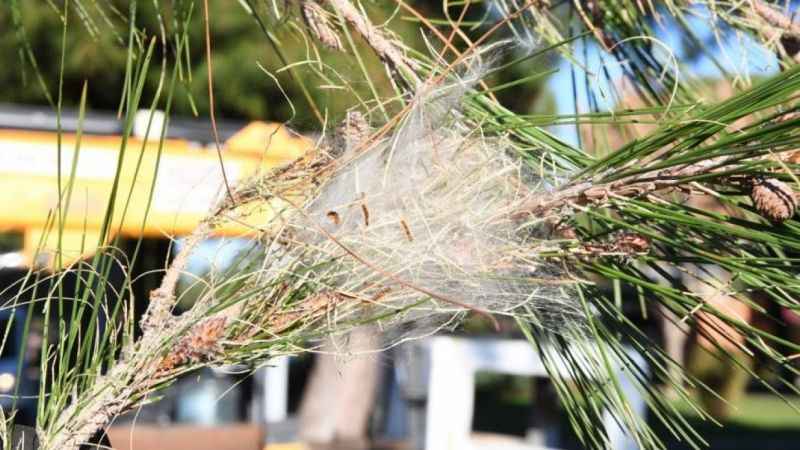 Orman köylüsünün yeni geçim kaynağı 