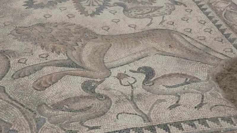 Türkiye’de bir ilk: Tek parça halinde 84 metrekarelik mozaik gün yüzüne çıkarıldı