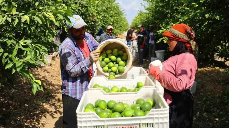 Limon bahçede 8, market ve pazarda 25 lira