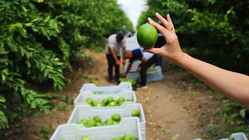 Limon bahçede 8, market ve pazarda 25 lira