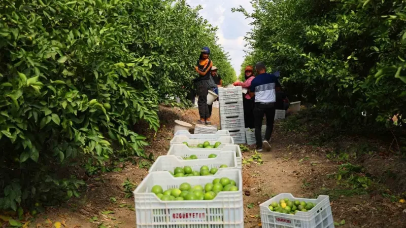 Limon bahçede 8, market ve pazarda 25 lira