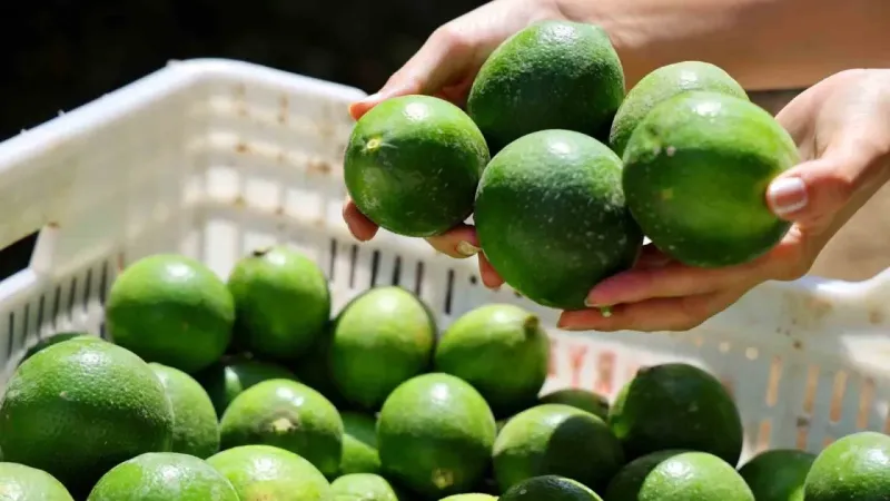 Limon bahçede 8, market ve pazarda 25 lira