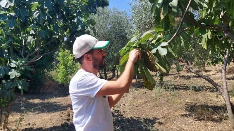 İncir bahçelerinde ’Kanlı balsıra’ tehdidi