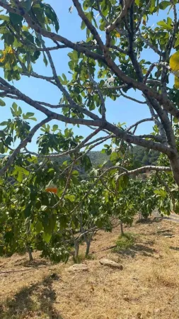 İncir bahçelerinde ’Kanlı balsıra’ tehdidi