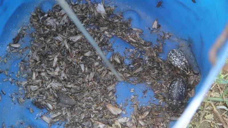 Işıklı tuzaklarla 893 adet haziran böceği ergini yakalandı