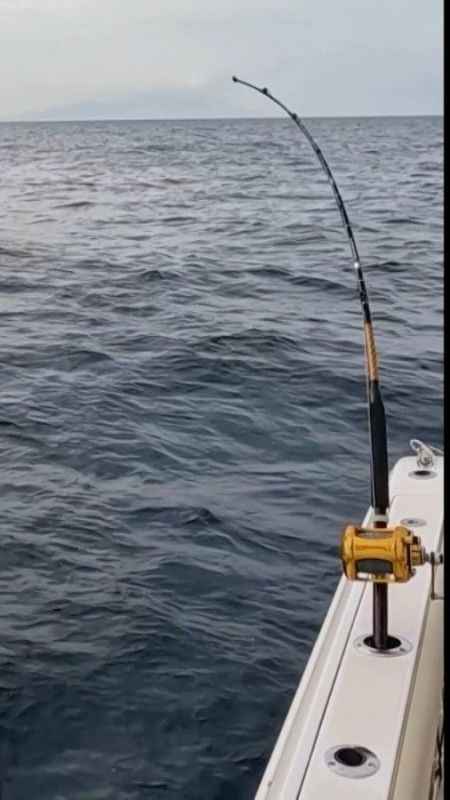 İzmir’de oltaya takılan orkinos 100 bin liralık oltayı götürdü