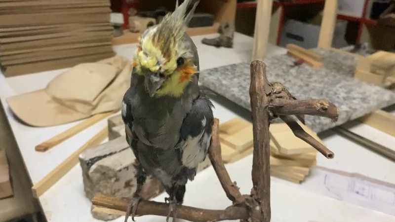 Nesli tehlike altında olan hayvanları tahnit sanatıyla koruyor