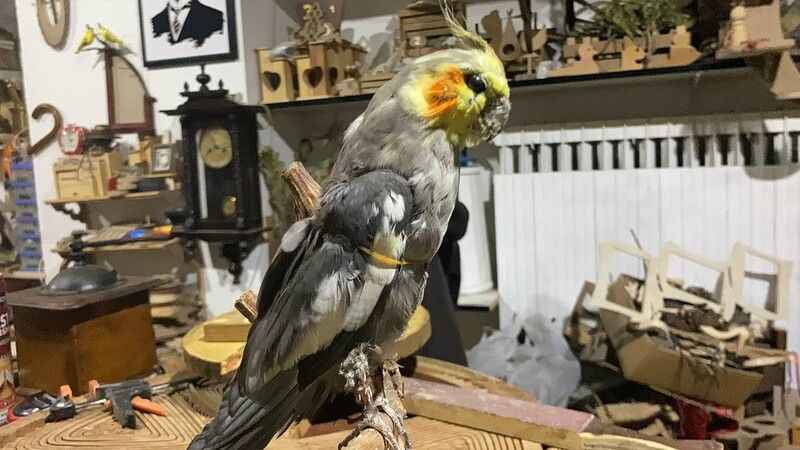 Nesli tehlike altında olan hayvanları tahnit sanatıyla koruyor