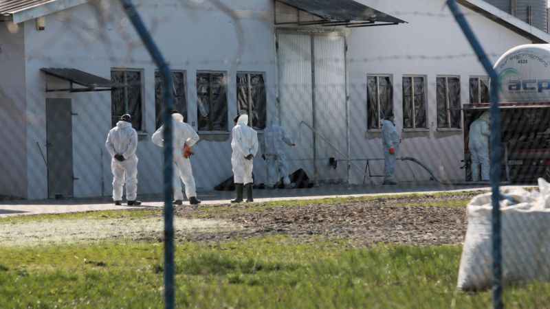 KUŞ GRİBİ BU DEFA  ÖRDEKLERİ VURDU