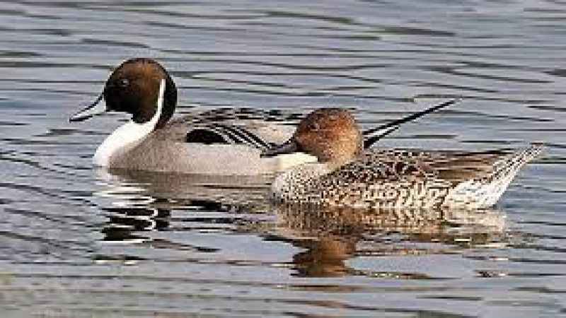 KUŞ GRİBİ BU DEFA  ÖRDEKLERİ VURDU