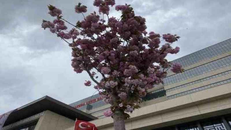 Başakşehir Şehir Hastanesi'nin sakuraları görsel şölen oluşturdu