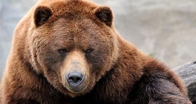 Bak şu ayının yaptığına...