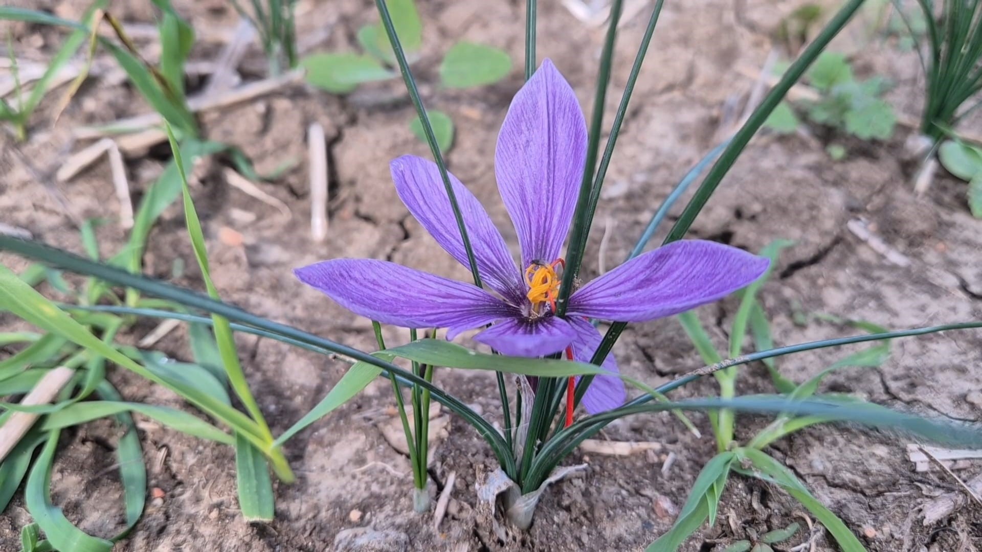 Topraktan servet fışkırıyor