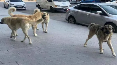 39 ilçede sokak köpeklerinin toplatılması talimatı