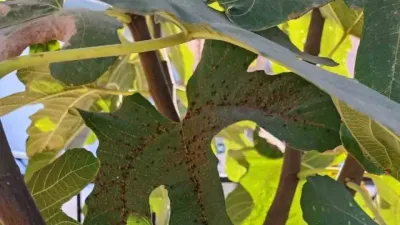 İncir bahçelerinde ’Kanlı balsıra’ tehdidi