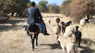 Sürü sahipleri aylık 70 bin artı 30 GB internete çalıştıracak çoban bulamıyor