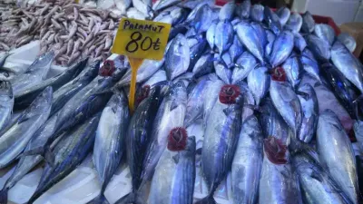 Palamudun tanesi 150 TL’den 80 TL’ye düştü