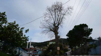 Kocaeli'ndeki 300 yıllık ağacın ilginç öyküsü