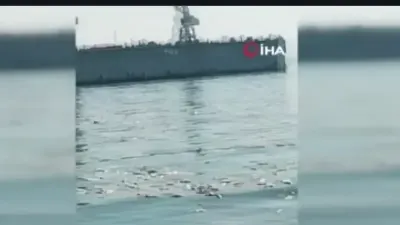 İzmir Körfezi’nde bilindik manzara: Yine binlerce ölü balık görüldü