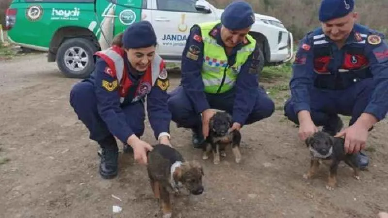 Jandarma sokak hayvanlarına reflektif tasma taktı