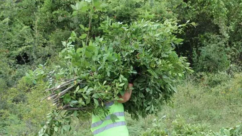 Orman köylüsünün yeni geçim kaynağı 