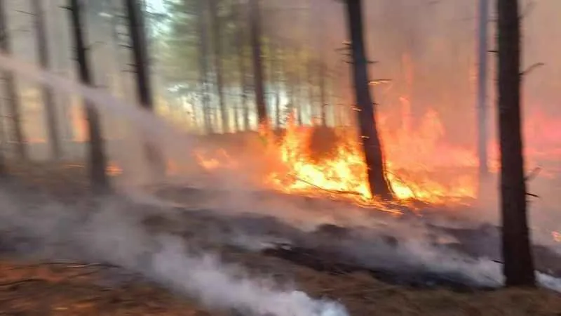 Adana’da orman yangını