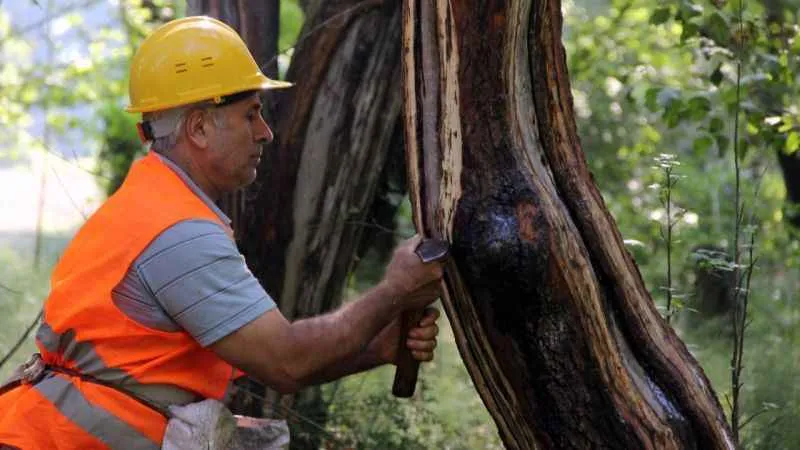  'Sığla yağı' üretimi yeniden başladı: Kilosu 5 bin lira