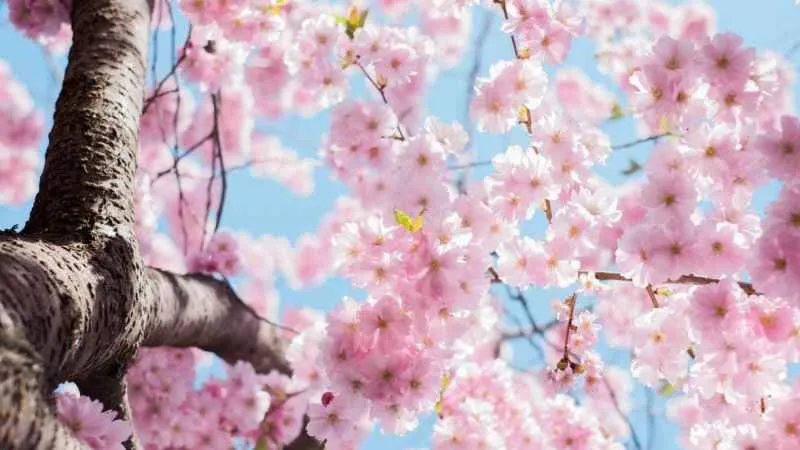 Bahar yorgunluğundan koruyacak 7 öneri